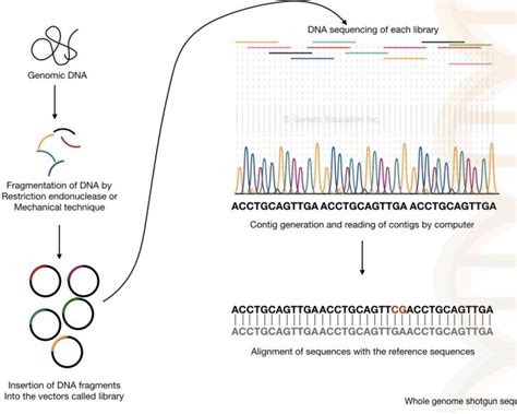 DNA Sequencing: History, Steps, Methods, Applications And Limitations