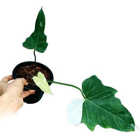 Philodendron Golden Dragon Variegated Rare Jiffy Plants