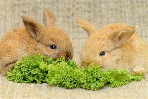 Alimentos Prohibidos Para Los Conejos Conejitos