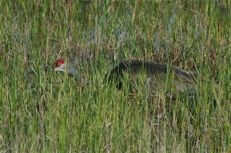 Mississippi Sandhill Crane