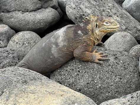 Galápagos Land Iguana in July 2023 by Rita Jansen North Seymour