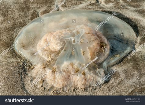 Dead Jellyfish On Beach Stock Photo 467099189 - Shutterstock