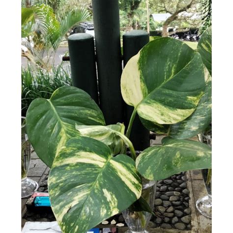 Jual Tanaman Hias Epipremnum Aureum Shopee Indonesia