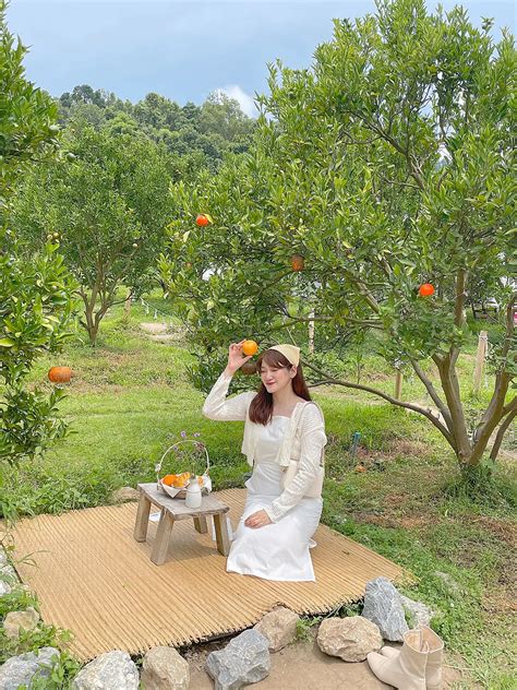 Jinju The Orange Farm 🍊 ไปเก็บส้มฟีลเกาหลีกันนน 🤍 Gallery Posted By Ningayo Lemon8