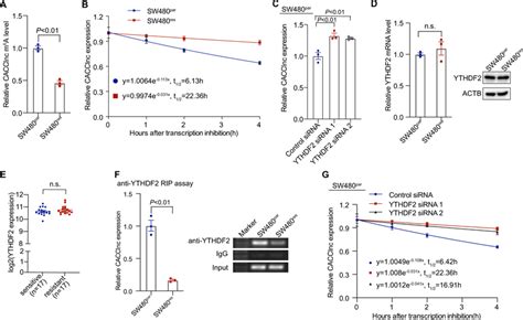 Cacclnc Is Regulated By M A Modification In Crc Cells A The M A Level