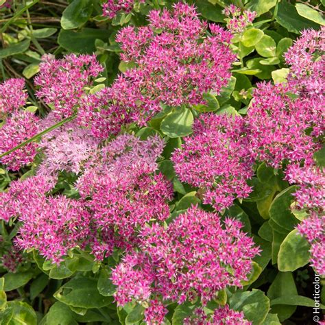 Sedum Spectabile Rosa Brilliant Fleurs Vivaces Vivaces Fleurs Rose Vif