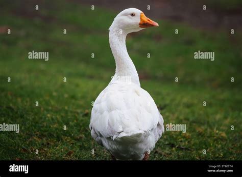 White Emden Goose Anser Domesticus Stock Photo Alamy