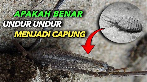 Benarkah Undur Undur Jadi Capung Youtube