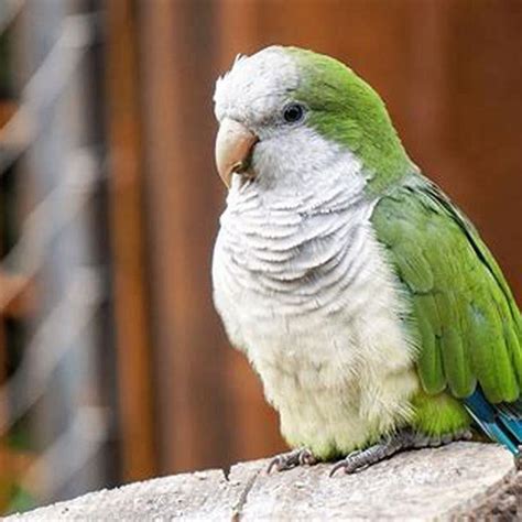 What Can I Feed My Monk Parakeet Diy Seattle