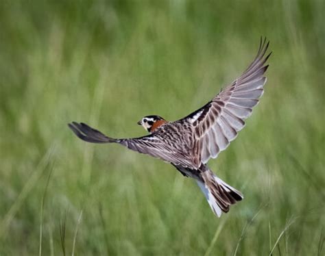 Chestnut Collared Longspur Owen Deutsch Photography