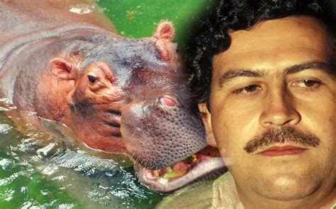 Esterilizarán O Sacrificarán A Los Hipopótamos De Pablo Escobar