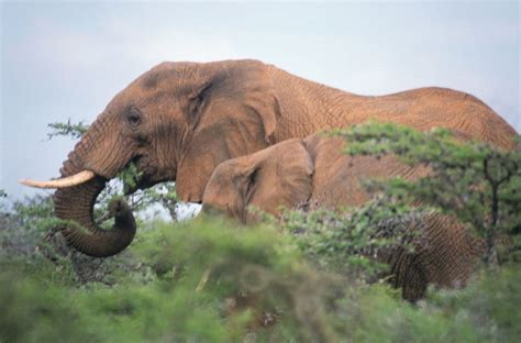 Elephants The Unsung Heroes Sustaining Millions Of Dung Beetles In