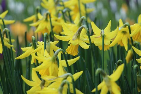 Daffodils 4k Hd Wallpaper