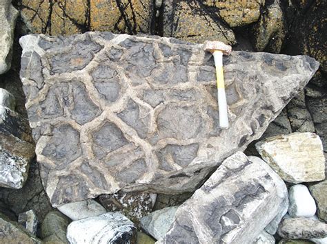 Fossil Mud Cracks Uk Fossil Collecting