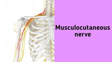 Musculocutaneous Nerve Anatomy Upperlimb Musculocutaneousnerve Coarse Youtube