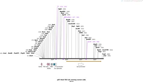 Addgene Pet His Tev Lic Cloning Vector B Sequences