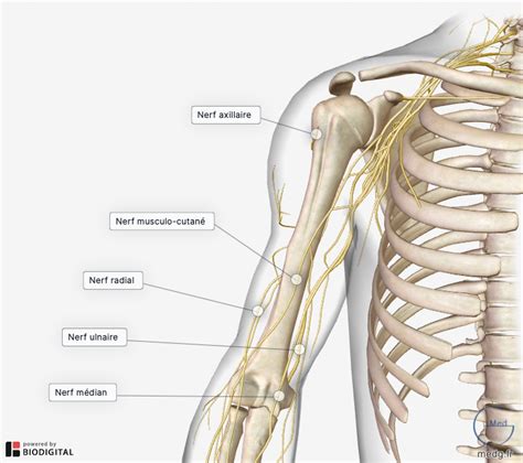 Sch Ma Anatomie Compl Ter