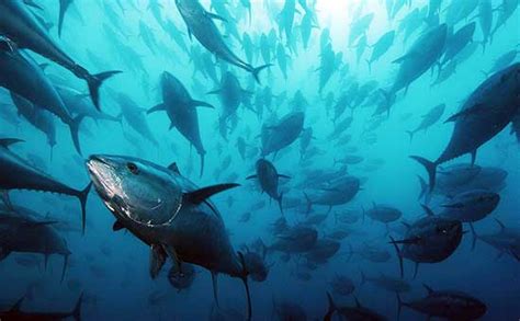 In Sicilia Assegnate Quote Tonno Anche Alla Piccola Pesca Costiera