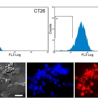 Fluorescence of CT26-KR cell line. A) Flow cytometry of CT26 (R2 ...