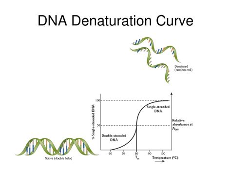 Ppt Chapter The Structure Of Dna Powerpoint Presentation Free