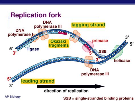 Chapter 16 Dna Replication Ppt Download