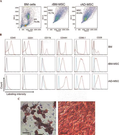 Isolation And Characterization Of Bone Marrow And Adipose Derived MSCs