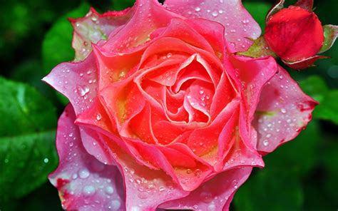 Fondos de pantalla Fotografía macro rosa rosa pétalos gotas de agua