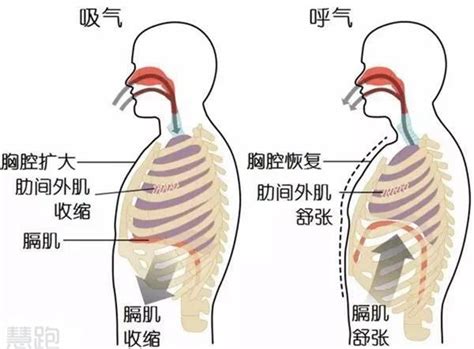 运动时的呼吸则与安静时呼吸有所不同，除了呼吸肌和膈肌加强收缩，腹肌等肌肉也参与进来，使得呼气和吸气都变成主动用力的过程。