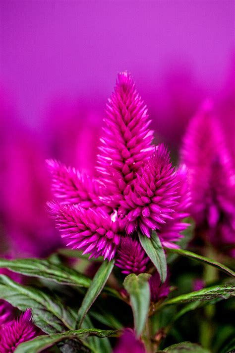 Celosia Argentea Caracas Bild Kaufen 14004044 Gartenbildagentur