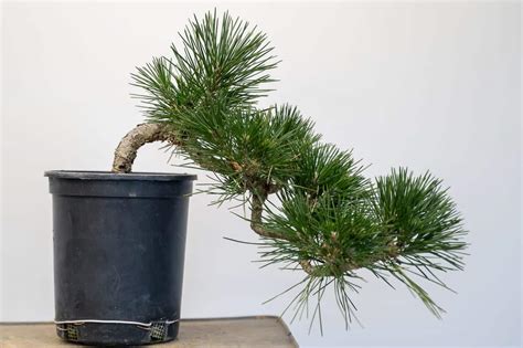 Developing cascade black pine - Bonsai Tonight