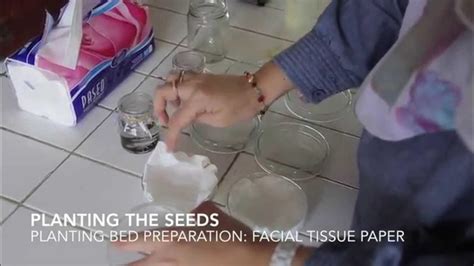 How To Germinate Acacia Crassicarpa Seed Novelgro Method Youtube