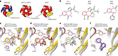 The Molecular Basis Of Drug Selectivity For α5 Subunit Containing Gabaa