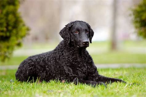 Les chiens frisés ou bouclés particularités plus belles races