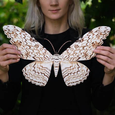 Giant Paper Witch Moth, Realistic Double-sided Butterfly Paper-cut ...