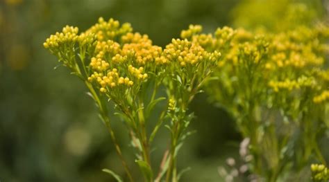 10 Beautiful Goldenrod Varieties for Your Garden