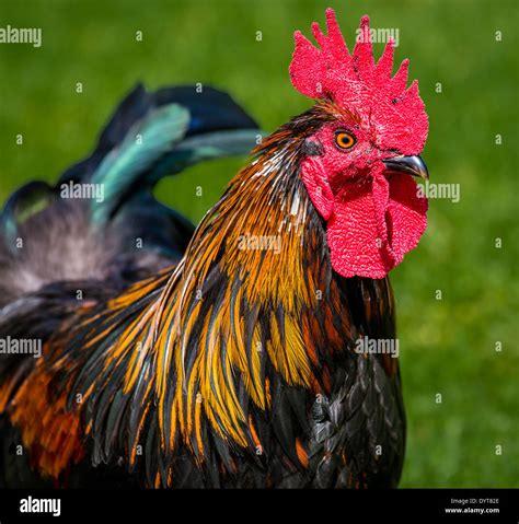 Wild rooster, cockerell Stock Photo - Alamy