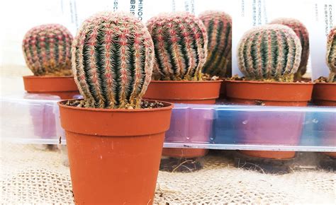 Echinocereus Rigidissimus Rubrispinus Vaso Cm