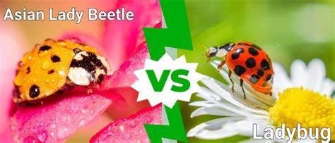 Asian Lady Beetle vs Ladybug: What’s the Difference? - A-Z Animals