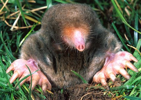 facts  moles  science