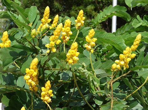 Cassia Alata Plant Manufacturer Exporter Supplier From Salem India