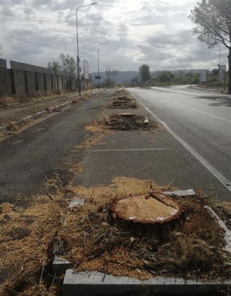 Monterusciello Devastazione Di Pini In Via De Curtis Ambientalisti E