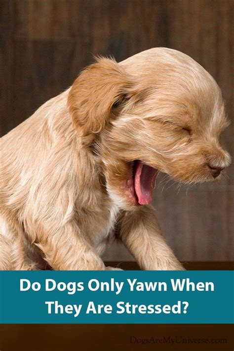 Why Do Dogs Yawn Dog Yawning Puppy Safe Dogs