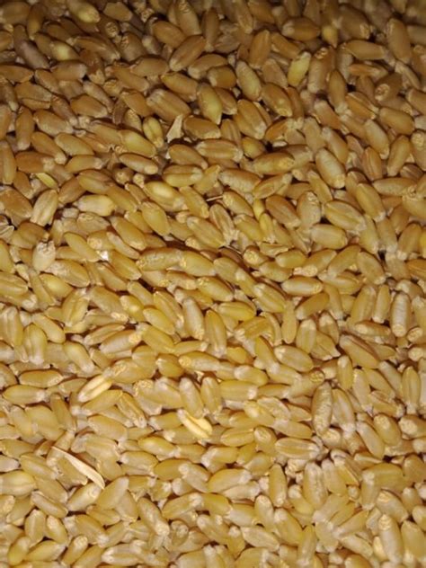 Creamy Natural Wheat Grain For Making Bread Cooking Packaging Size