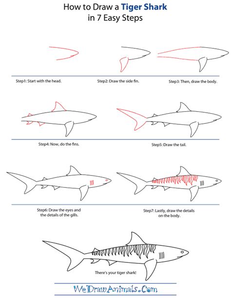 How to Draw a Tiger Shark