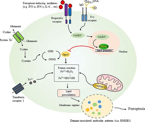 Frontiers Ferroptosis And Autoimmune Diseases