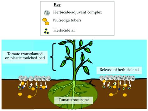 Schematic Illustration Of Adjuvant Use With Soil Applied Herbicides For