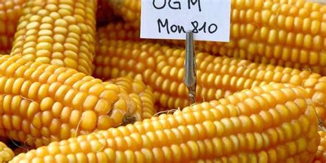 Malgré le Conseil d État le maïs OGM Monsanto 810 reste interdit en