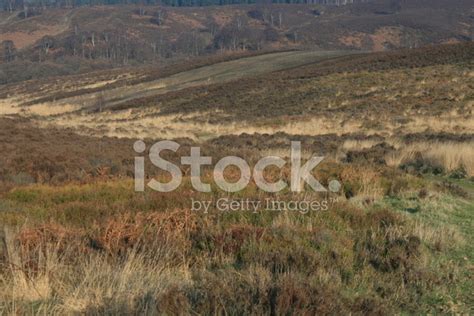 Cannock Chase Stock Photo Royalty Free Freeimages