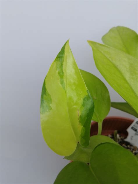 New Variegated Leaf Unfurled On My Neon Pothos Pothos