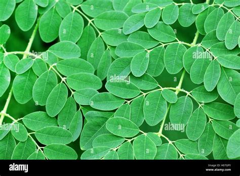 Malunggay Leaves High Resolution Stock Photography and Images - Alamy